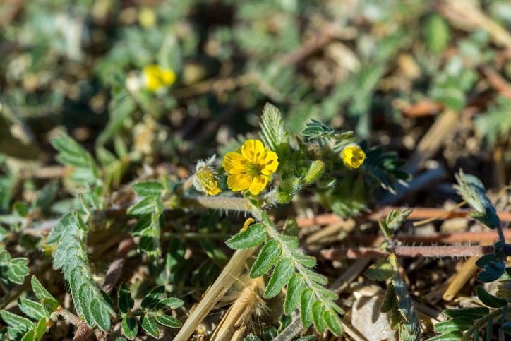 Bulgarian Tribulus 90 kaps - VemoHerb